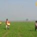 सावधान! यूरिया के छिड़काव के दौरान अगर कर दी ये गलती, जल जाएंगे गेहूं के पौधे