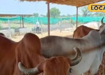 अब पशुपालन बनेगा कमाई का मजबूत जरिया! गाय की इन नस्लों पर मिल रही तगड़ी सब्सिडी, जानें डिटेल्स