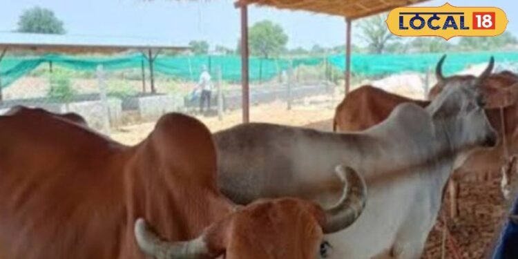 अब पशुपालन बनेगा कमाई का मजबूत जरिया! गाय की इन नस्लों पर मिल रही तगड़ी सब्सिडी, जानें डिटेल्स