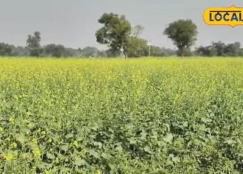 कोहरे और पाले ने बिगाड़ दिया है सरसों का हाल, तो खेतों में कर लें ये छोटा सा काम.. खत्म हो जाएगी सारी टेंशन