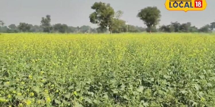 कोहरे और पाले ने बिगाड़ दिया है सरसों का हाल, तो खेतों में कर लें ये छोटा सा काम.. खत्म हो जाएगी सारी टेंशन