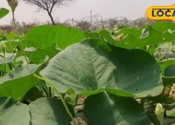 खेत पर सर्दियों की मार! किसान भाई पाले से इस तरह बचाएं अपनी सब्जी की क्यारियां, तगड़ी होगी पैदावार