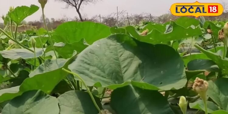 खेत पर सर्दियों की मार! किसान भाई पाले से इस तरह बचाएं अपनी सब्जी की क्यारियां, तगड़ी होगी पैदावार