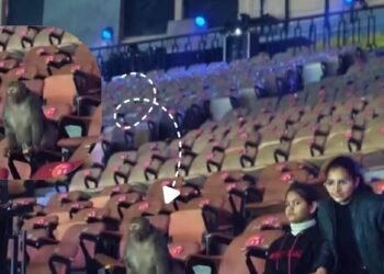 Monkey India Open Badminton Tournament: इंडिया ओपन बैडमिंटन में बंदर की मौजूदगी से आयोजक चिंतित