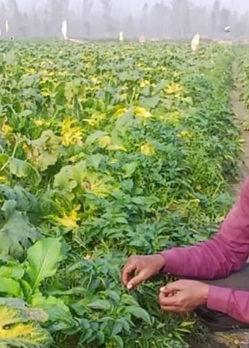 Zucchini Farming : रामपुर का ये किसान 16 साल से उगा रहा जुकीनी, 1 बीघे में 20 क्विंटल पैदावार, 45 दिन में 1.5 लाख मुनाफा