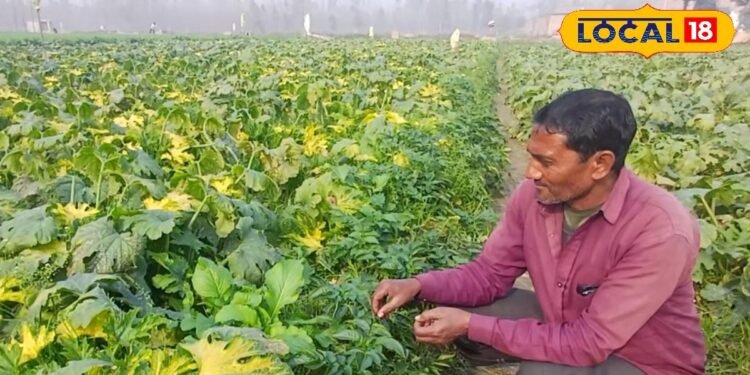 Zucchini Farming : रामपुर का ये किसान 16 साल से उगा रहा जुकीनी, 1 बीघे में 20 क्विंटल पैदावार, 45 दिन में 1.5 लाख मुनाफा