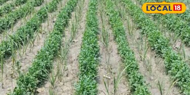 मुरादाबाद न्यूज: 1700 से अधिक किसानों के लिए मौका, ई-लॉटरी के माध्यम से मिलेगा निशुल्क बीज, जानिए प्रोसेस