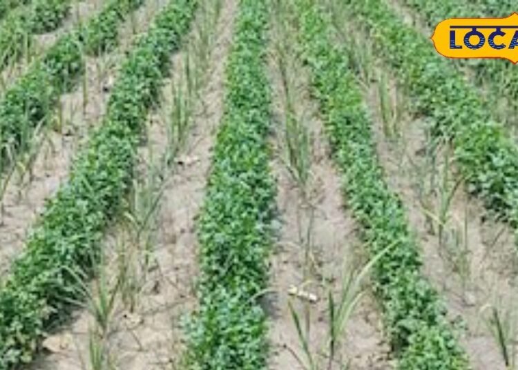 मुरादाबाद न्यूज: 1700 से अधिक किसानों के लिए मौका, ई-लॉटरी के माध्यम से मिलेगा निशुल्क बीज, जानिए प्रोसेस