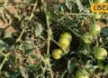 Tomato Farming | Agriculture News | कृषि समाचार | टमाटर की खेती से मुनाफा कमाएं |
