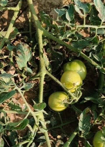 Tomato Farming | Agriculture News | कृषि समाचार | टमाटर की खेती से मुनाफा कमाएं |