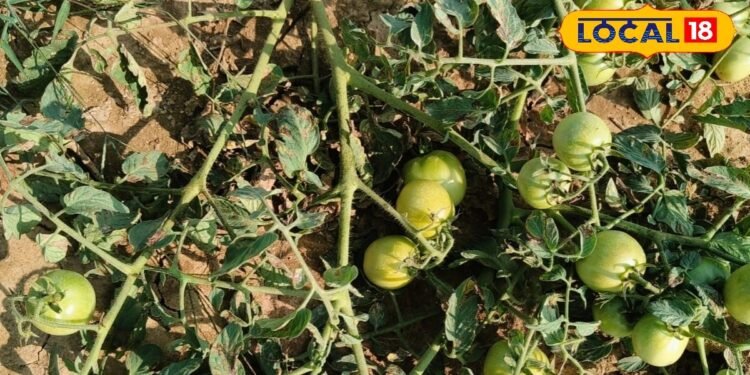 Tomato Farming | Agriculture News | कृषि समाचार | टमाटर की खेती से मुनाफा कमाएं |