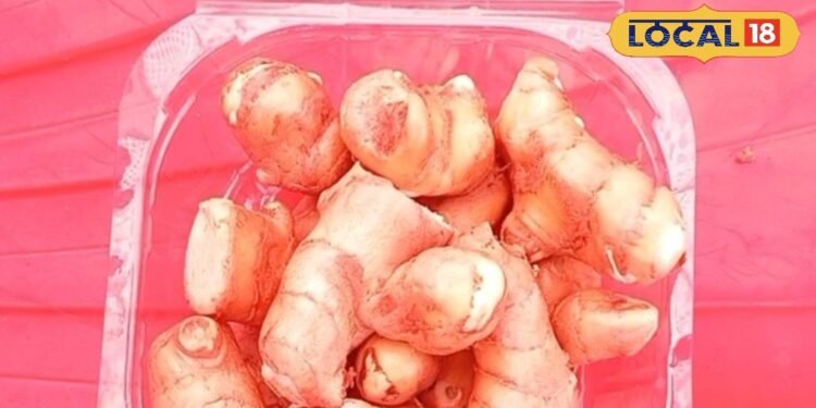 चाय में मिलेगा आम का स्वाद, कमाल है अदरक की ये वैरायटी, जिसने मुरादाबाद में मचाई है धूम