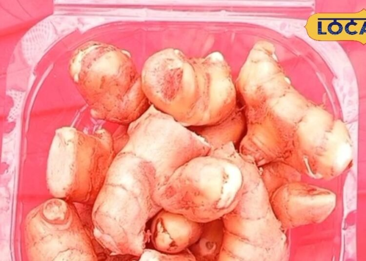 चाय में मिलेगा आम का स्वाद, कमाल है अदरक की ये वैरायटी, जिसने मुरादाबाद में मचाई है धूम