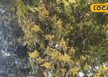 आम में बौर आते ही छाया कीटों का खतरा, अभी कर लें ये जरूरी उपाय, पैदावार बढ़ेगी, आमदनी होगी दोगुनी