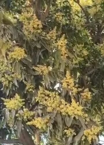 आम में बौर आते ही छाया कीटों का खतरा, अभी कर लें ये जरूरी उपाय, पैदावार बढ़ेगी, आमदनी होगी दोगुनी