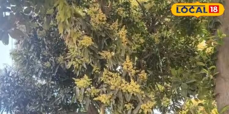 आम में बौर आते ही छाया कीटों का खतरा, अभी कर लें ये जरूरी उपाय, पैदावार बढ़ेगी, आमदनी होगी दोगुनी