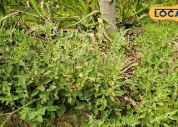 ashwagandha nursery | profitable farming for farmers | आयुर्वेदिक पौधा अश्वगंधा | अश्वगंधा की खेती से फायदा |