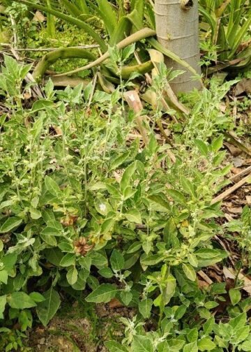 ashwagandha nursery | profitable farming for farmers | आयुर्वेदिक पौधा अश्वगंधा | अश्वगंधा की खेती से फायदा |