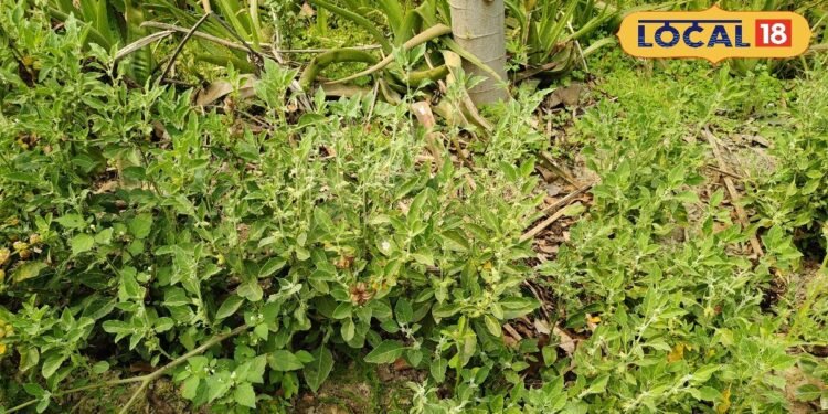 ashwagandha nursery | profitable farming for farmers | आयुर्वेदिक पौधा अश्वगंधा | अश्वगंधा की खेती से फायदा |