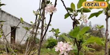 गोंडा में रिटायर्ड क्लर्क सुरेंद्र पाल सिंह की सेब की बागवानी की सफलता