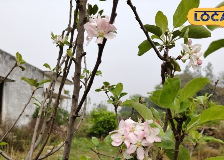 गोंडा में रिटायर्ड क्लर्क सुरेंद्र पाल सिंह की सेब की बागवानी की सफलता