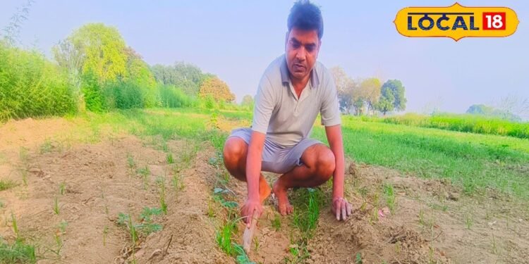 मचान विधि से करें इस सब्जी की खेती, 30 दिन में पैदावार शुरू, सीजन में होगी लाखों की कमाई
