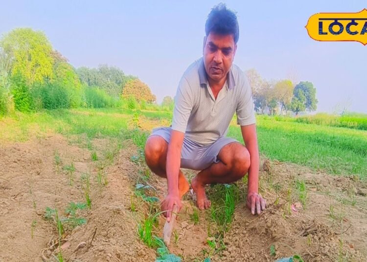 मचान विधि से करें इस सब्जी की खेती, 30 दिन में पैदावार शुरू, सीजन में होगी लाखों की कमाई
