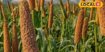 Best Bajra Varieties for Summer | Farming Ideas for farmers | बाजरा की खेती से मुनाफा | बाजरे की उन्नत किस्में |