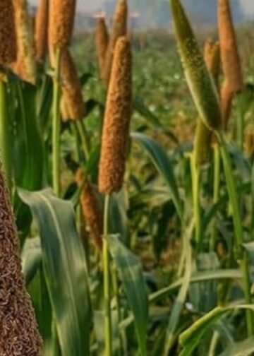 Best Bajra Varieties for Summer | Farming Ideas for farmers | बाजरा की खेती से मुनाफा | बाजरे की उन्नत किस्में |