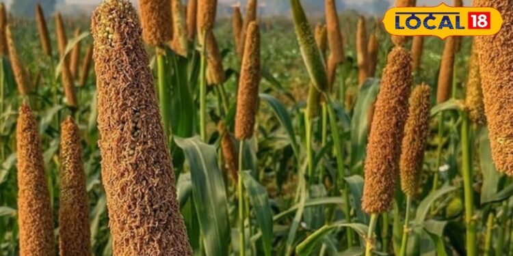 Best Bajra Varieties for Summer | Farming Ideas for farmers | बाजरा की खेती से मुनाफा | बाजरे की उन्नत किस्में |