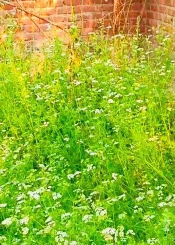 फर्रुखाबाद के किसान कर रहे कमाल, कर रहे मिश्रित खेती, कम लागत में कमा रहे लाखों रुपए