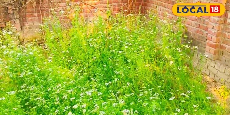 फर्रुखाबाद के किसान कर रहे कमाल, कर रहे मिश्रित खेती, कम लागत में कमा रहे लाखों रुपए