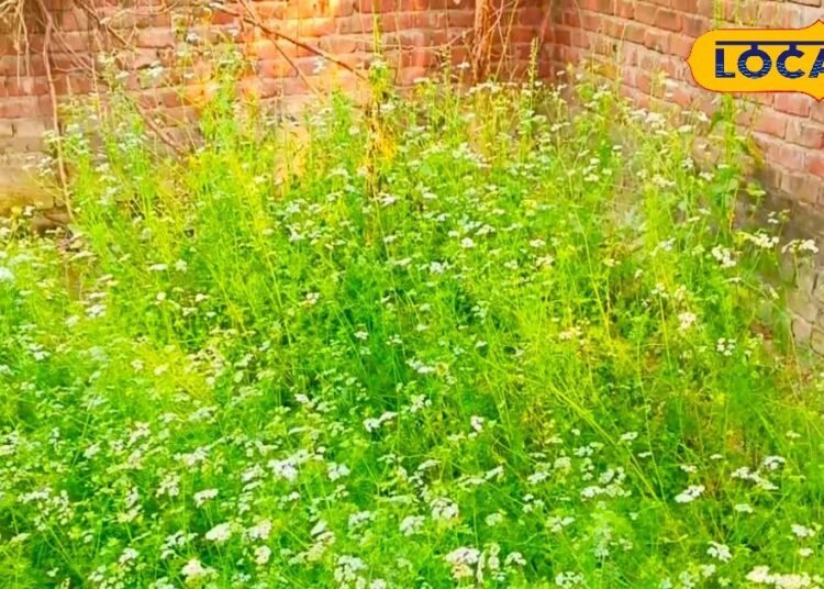 फर्रुखाबाद के किसान कर रहे कमाल, कर रहे मिश्रित खेती, कम लागत में कमा रहे लाखों रुपए