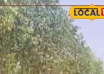 timber trees benefits | business idea for farmers | किसानों की आय बढ़ाने का तरीका | किसानों के लिए फायदेमंद खेती |