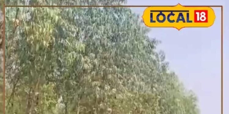 timber trees benefits | business idea for farmers | किसानों की आय बढ़ाने का तरीका | किसानों के लिए फायदेमंद खेती |
