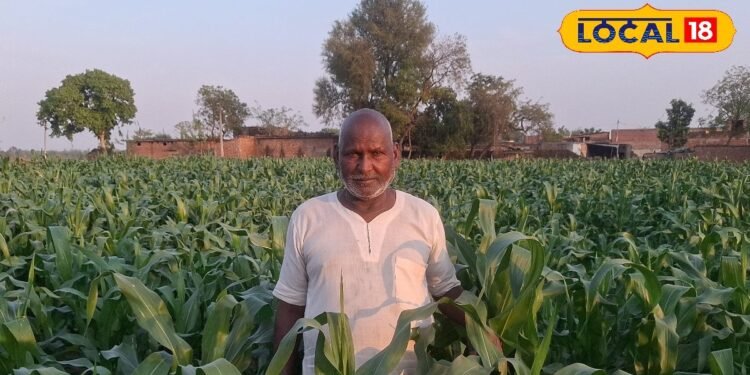 दही, गुड़, तांबा और लोहे से बहराइच के किसान ने बनाया ऐसा स्प्रे, मक्के की फसल के लिए वरदान, जानें तरीका