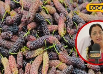 ये गर्मियों का सुपरफ्रूट! इसमें ठंडक भी, ताकत भी…आप भी नहीं जानते होंगे शहतूत के इतने फायदे