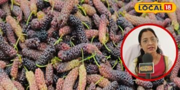 ये गर्मियों का सुपरफ्रूट! इसमें ठंडक भी, ताकत भी…आप भी नहीं जानते होंगे शहतूत के इतने फायदे