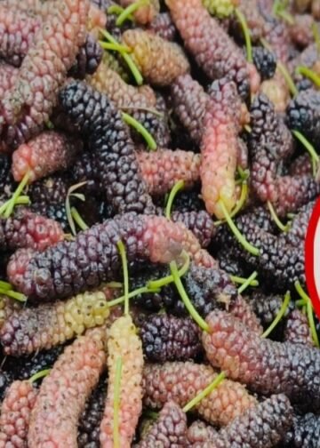 ये गर्मियों का सुपरफ्रूट! इसमें ठंडक भी, ताकत भी…आप भी नहीं जानते होंगे शहतूत के इतने फायदे