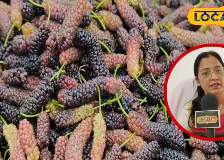 ये गर्मियों का सुपरफ्रूट! इसमें ठंडक भी, ताकत भी…आप भी नहीं जानते होंगे शहतूत के इतने फायदे