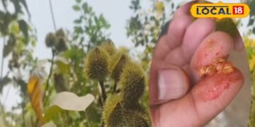 सिंदूर देने वाला पेड़ I MAU NEWS