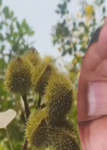 सिंदूर देने वाला पेड़ I MAU NEWS