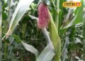 Hybrid maize farming I मक्का की खेती से मुनाफा