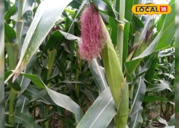 Hybrid maize farming I मक्का की खेती से मुनाफा