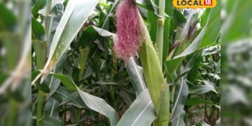 Hybrid maize farming I मक्का की खेती से मुनाफा
