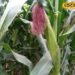 Hybrid maize farming I मक्का की खेती से मुनाफा