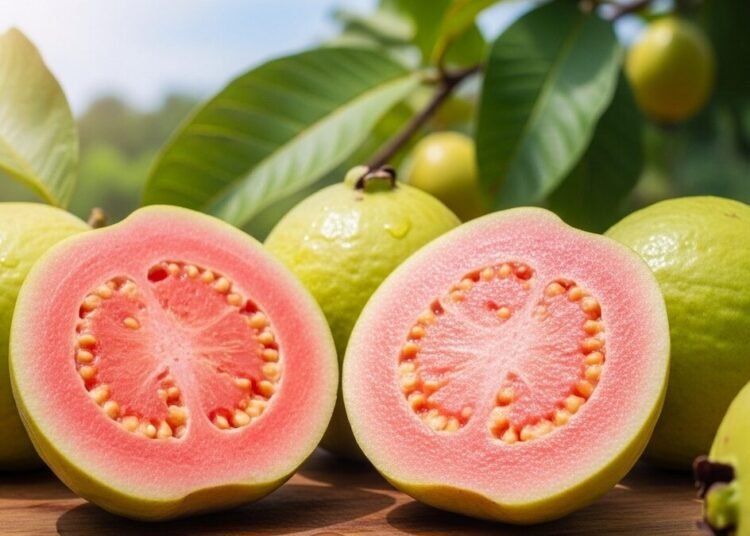 रिटायरमेंट के बाद शुरू की खेती, ताइवान पिंक अमरूद से बना रहे नई पहचान, कमा रहे तगड़ा मुनाफा