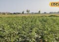 Agriculture Tips I भिंडी खेती