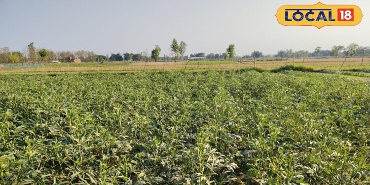 Agriculture Tips I भिंडी खेती