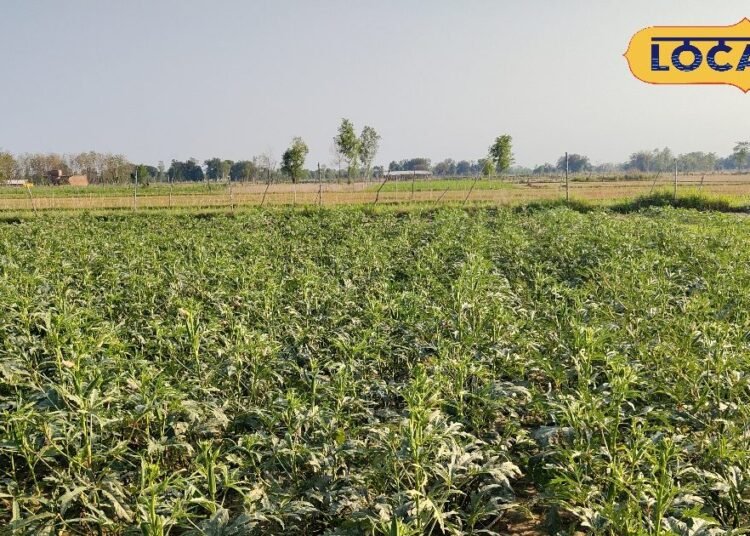Agriculture Tips I भिंडी खेती